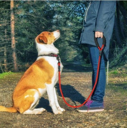 Stay Safe & Stylish with the Reflective Nylon Dog Leash! - Paws and Claws warehouse